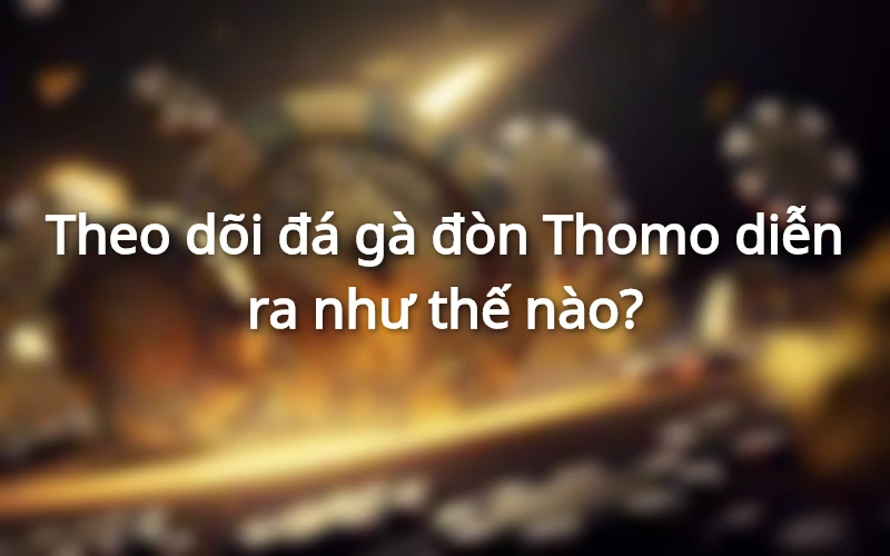 Loại hình đá gà đòn Thomo được tổ chức ra sao? 