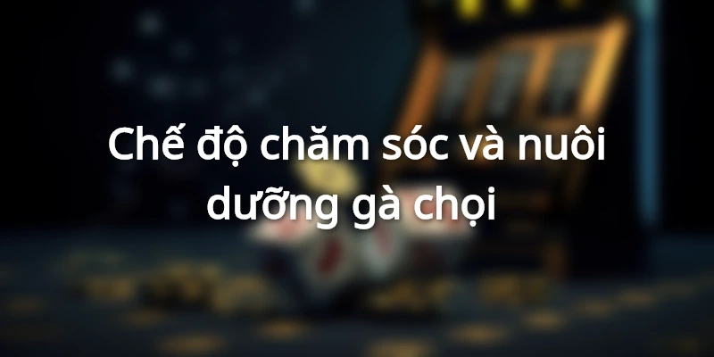 cham-soc-va-nuoi-duong-ga-choi-hang-ngay